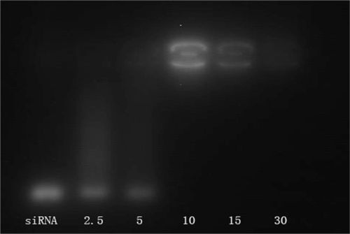 Figure 4 Gel electrophoresis of PEG-PEI/siRNA complexes at different N/P ratios.Notes: Lane1: naked siRNA; Lane 2: PEG-PEI/siRNA at N/P 2.5; Lane 3: PEG-PEI/siRNA at N/P 5; Lane 4: PEG-PEI/siRNA at N/P 10; Lane 5: PEG-PEI/siRNA at N/P 15; Lane 6: PEG-PEI/siRNA at N/P 30.Abbreviations: PEG-PEI, polyethylene glycol-polyethyleneimine; N/P, charge ratio between amino groups of PEG-PEI and phosphate groups of siRNA.