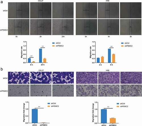 Figure 3. Knockdown of PSMC2 inhibited cell migration. (a) Cell migration of CAL27 and HN6 cells with or without PSMC2 knockdown was evaluated by wound healing assay. (b) Cell migration of CAL27 and HN6 cells with or without PSMC2 knockdown was evaluated by transwell assay. Data were shown as mean with SD (n ≥ 3). *** p< 0.001.