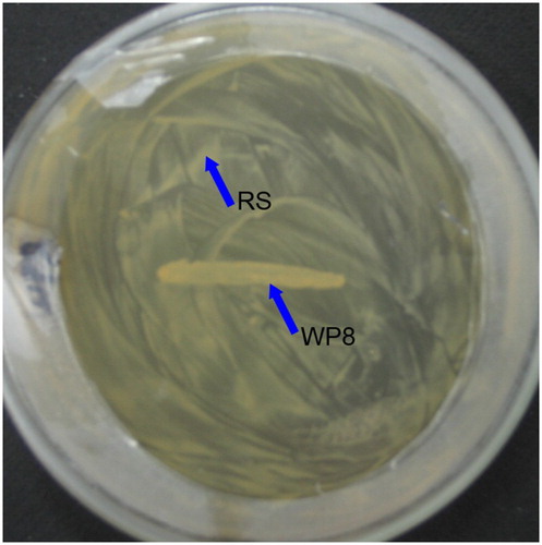 Figure 1. Dual culture of Bacillus pumilus WP8 (referred to as WP8) and Ralstonia solanacearum Rs1115 (referred to as RS) showed that these two strains were compatible.