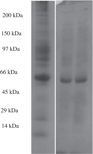 Figure 2. SDS-PAGE electrophoretic pattern of phytase [purified phytase enzyme from Pinar melkisi (Lactarius piperatus)].Figura 2. Patrón electroforético SDS-PAGE de fitasa [encima de fitasa purificada de Pinar melkisi (Lactarius piperatus)].