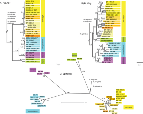 Figure 2. Globisporangium ultimum species trees generated using Bayesian tree files from seven nuclear gene regions and three different programs: (A) 50% majority consensus tree generated in *BEAST, node values represent posterior probabilities; (B) primary concordance tree generated in BUCKy, support values are sample wide concordance factors; (C) consensus network generated in SplitsTree, node supports are confidence values. a = epitype of G. ultimum var. ultimum (Plaats-Niterink Citation1981); b = ex-isotype strain for G. ultimum var. sporangiiferum (Drechsler Citation1960).