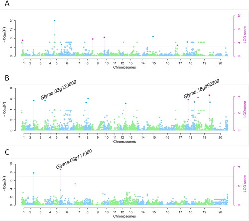 Figure 3. Manhattan plots from the Q + K model across YP-W (A), YP-S (B) and DSI-YP (C). The names of candidate genes that are hit by significant SNPs are labeled on the top.