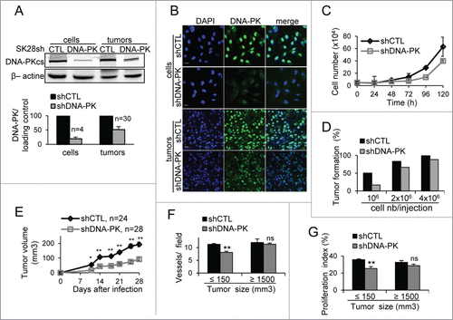 Figure 1. DNA-PKcs plays a role in primary tumor formation. The downregulation of DNA-PKcs protein levels in cells and tumors (volume of 1500 mm3) after infection with lentiviral particles carrying a shRNA directed against DNA-PKcs (shDNA-PK) or a nontargeting shRNA (shCTL) was checked by (A) protein gel blotting with an antibody against DNA-PKcs (β-actin was used as an internal control) and by (B) immunostaining for DNA-PKcs (green). DNA was stained with DAPI (blue). Scale bar = 20 μm. (C) Proliferation of SK28 cells stably transduced with shCTL and shDNA-PK. Results are expressed as mean cell number ± standard error of mean (SEM) for 2 independent experiments. (D) The percentage of mice displaying primary tumor formation 21 d after the injection of different number of cells transduced with shDNA-PK and shCTL (n ≤ 6 mice/each injection condition). (E) Growth of primary tumors from cells transduced with shCTL and shDNA-PK, after the injection of 4 × 106 cells into Nude mice. (F) Comparison of angiogenesis in shCTL and shDNA-PK tumors of different sizes. Results show the mean number of vessels stained with anti-CD31 antibodies ± SEM per microscopic field for each group (shCTL, n=3 ; shDNA-PK, nequals;4 ). (G) Comparison of proliferation index at different tumor sizes, for shCTL and shDNA-PK tumors. Results are expressed as the mean percentage of proliferative cells stained with anti-Ki67 antibodies ± SEM per microscopic field, for each group (shCTL, nequals;3; shDNA-PK, nequals;4 ). The significance of differences was assessed in Mann-Whitney tests. *P < 0.05, **P < 0.005.