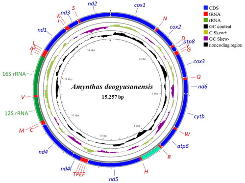 Figure 2. Circular sketch map of the Amynthas deogyusanensis mitogenome. The mitogenome map was generated with CGView server (http://cgview.ca). Each transfer RNA gene is represented by a one-letter amino acid code. Different colors represent different gene blocks.