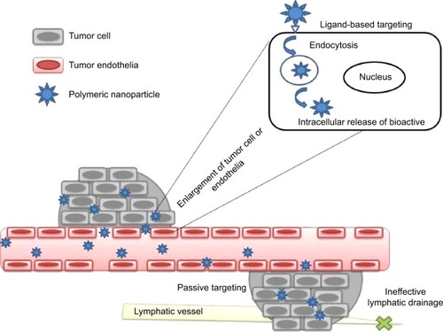 Figure 2 Overview of targeting approaches of polymeric nanoparticles in cancer.