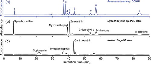 Fig. 4 (a) HPLC profiles of the methanol extracts for Pseudanabaena sp. CCNU1, (b) Synechocystis sp. PCC 6803 and (c) Nostoc flagelliforme analysed at a detection wavelength of 470 nm. The Synechocystis sp. PCC 6803 and N. flagelliforme data as well as the in-line absorption spectra (see Fig. 5) were used to identify the major pigments in Pseudanabaena sp. CCNU1 as follows: peak 1, synechoxanthin; peak 2, myxoxanthophyll derivative 1; peak 3, myxoxanthophyll derivative 2; peak 4, myxoxanthophyll derivative 3; peak 5, zeaxanthin; peak 6, canthaxanthin; peak 7, chlorophyll a; peak 8, echinenone; peak 9, β-carotene
