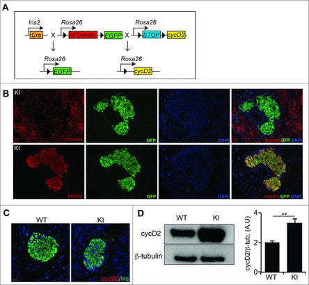 Figure 1. β cell specific overexpression of cyclin D2 increases cyclin D2 protein levels. (A) Schematic of the alleles used to create RIP-Cre;cycD2;ROSA26mT/mG mice (KI mice). Black triangles indicate loxP sites. (B) Representative immunofluorescence staining for insulin or dTomato (red), GFP (green), and DAPI (blue) showing efficient Cre recombinase-mediated recombination in KI β cells. (C) Representative immunofluorescence staining for of cyclin D2 (red) and insulin (green) in WT and KI pancreatic sections. (D) Western blot (left panel) and densitometric quantification of cyclin D2 levels (right panel) in isolated islets from WT and KI mice. Data shown as mean ± SD of 3 independent experiments. ** P<0.01, compared with WT mice.