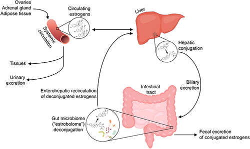 Figure 1 Enterohepatic recirculation of estrogens by the gut microbiome. Estrogens in the systemic circulation, produced by the ovaries, adrenal gland, and adipose or other tissues, undergo first-pass metabolism in the liver, and also may be conjugated with glucuronide or sulfate groups in the liver which facilitates biliary excretion. In the intestinal tract, conjugated estrogens are either excreted in feces, or deconjugated by gut microbiota with β-glucuronidase or sulfatase enzymes, termed the “estrobolome” – this allows estrogens to enter the enterohepatic circulation, and thus subsequently re-enter the systemic circulation and reach other tissues.