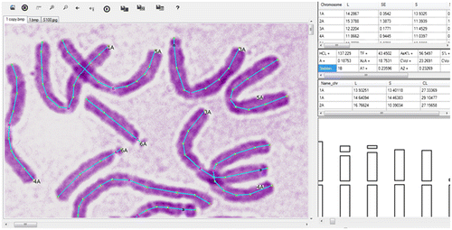 Figure 1. (Color online) Using IdeoKar to trace different chromosomes of Nigella sativa L. Regions of the centromere in chromosomes are marked in red while regions of secondary constrictions are marked in blue.