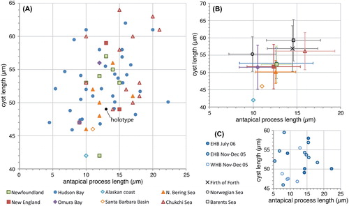 Figure 2. Scatter diagram showing antapical process length against cyst length for measured elongate Spiniferites cysts. A, Data for all individual measurements from surface sediments. The holotype is shown for reference (black dot). B, Average values for each regional surface sediment assemblage, with the standard deviation indicated. Also shown are the values from Harland and Sharp (Citation1986) for specimens recovered from the Firth of Forth (UK), and the Norwegian and Barents seas. Note that the ‘antapical membrane length’ given by these authors (Harland and Sharp Citation1986, their table 1) is considered to correspond the antapical process length as measured here. C, Individual measurements for the specimens recovered from sediment traps in eastern (EHB) and western (WHB) Hudson Bay.