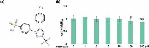 Figure 1. The cytotoxicity of celecoxib in human C-28/I2 chondrocytes. Cells were treated with celecoxib at concentrations of 0, 1, 5, 10, 20, 100, 200 μM for 24 hours. (a) The molecular structure of celecoxib; (b) The effects of celecoxib in cell viability of human chondrocytes (*, **, P < 0.05, 0.01 vs. vehicle group)