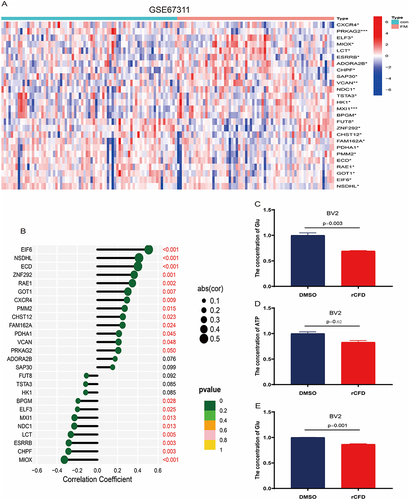 Figure 7 Effect of recombinant protein CFD (rCFD) on glucose metabolism in BV2 cells. (A) Identification and analysis of 325 differentially expressed genes for gluconeogenesis in the GEO-GSE67311 dataset. (B) Correlation of CFD with 26 differentially expressed genes. (C–E) Effect of rCFD on changes in glucose, ATP and lactate expression in glucose metabolism of BV2 cells. * P<0.05, ** P<0.01, *** P<0.001, compared with the control group. Red-coloured text means the difference is significant (P<0.05).
