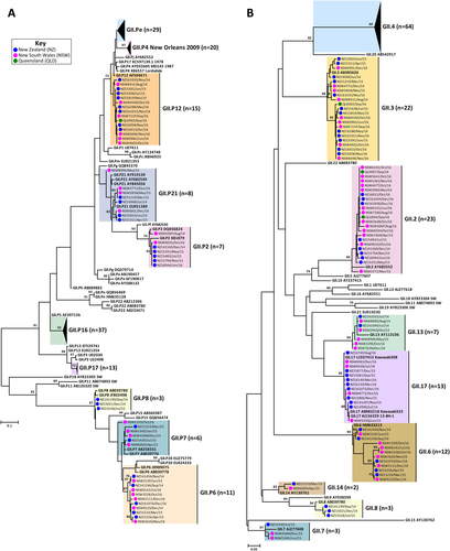 Fig. 1 Phylogenetic analysis of ORF1/ORF2 overlap region of GII norovirus.Representative norovirus GII strains isolated in clinical samples (n = 149/686) were analysed phylogenetically. Strains analysed are denoted with a bullet (•) and colour-coded to show sample origin (pink = NSW, blue = NZ and green = QLD). Sample names contain the geographical location and time of collection. Reference strains were downloaded from GenBank and labelled with their genotype and accession number. a Phylogenetic analysis of 172 bp of the 3′-end of the polymerase gene of norovirus GII viruses. b Phylogenetic analysis of 282 bp from the 5′-end of the capsid gene of norovirus GII viruses. The scale bar indicates the number of nucleotide substitutions per site. Sequence alignments were performed using the MUSCLE algorithm. Maximum likelihood phylogenetic trees were produced with MEGA 7 softwareCitation59 and bootstrap tests (1000 replicates) based on the Kimura two-parameter modelCitation60. The bootstrap percentage values are shown at each branch point for values ≥ 70%