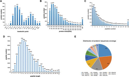 Figure 1. Identification and analysis of the testicular tissue proteome. Distribution of the isoelectric point (A), protein mass (B), number of peptides matched to proteins (C), peptide length (D), and protein sequence coverage (E) identified by iTRAQ and LC-MS/MS. The iTRAQ and LC-MS/MS results revealed two peaks of the isoelectric points, 5–7 and 8.5–9.5, respectively, for all identified peptides. Also, most peptides were distributed within a molecular weight range of 10–70. The largest proportion of peptides matching the unique proteins was 2 peptides followed by 1, 3, 4, 5, and 6 peptides. The length of identified peptides was primarily 7–15 amino acids, and there were 179 protein sequences that reached 50–100% sequence coverage