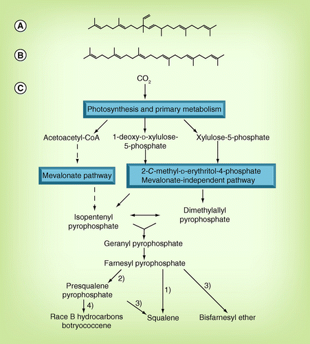 Figure 2.  Hydrocarbon molecules produced by the chemical race B of Botryococcus braunii and Aurantiochytrium. (A) C30 botryococcene, (B) squalene and (C) main biosynthetic pathway of botryococcene and squalene. 1) Squalene synthase gene, BSS; 2) squalene synthase-like gene, SSL-1; 3) squalene synthase-like gene, SSL-2; 4) squalene synthase-like gene, SSL-3.CoA: Coenzyme A.