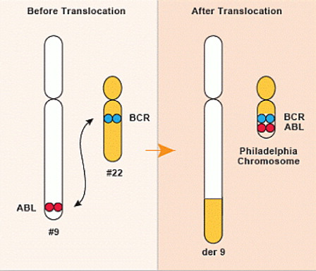 Figure 1. The Philadelphia chromosome.