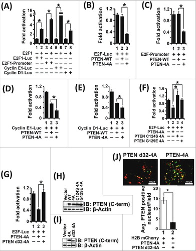 Figure 3. PTEN-4A Preferentially Inhibits E2F1-mediated Transcription. (A) Transcriptional assays on four E2F1-responsive promoter-luciferase reporter plasmids co-transfected with E2F1 expression plasmid in H1299 cancer cells indicate that the four promoters are all activated by E2F1 expression. (B) PTEN-4A preferentially suppresses (∼3 fold) the transcription from an artificial E2F1 reporter (E2F-Luc) compared to PTEN-WT. (C) PTEN-4A suppresses transcription mediated by the native E2F1 promoter 2.5 fold more than PTEN-WT. (D) Both PTEN-WT and PTEN-4A likewise suppress transcription mediated by the cyclin E1 promoter. However, PTEN-4A suppresses transcription by the cyclin E1-promoter approximately 2 fold more than PTEN-WT. (E) Both PTEN-WT and PTEN-4A suppress cyclin D1-transcription. However, PTEN-4A suppresses transcription by the cyclin D1-promoter 1.5 fold more than PTEN-WT. (F) As compared to PTEN-4A (lane 2), PTEN catalytic mutants, PTEN C124S 4A (lane 3) and PTEN G129E 4A (lane 4) cannot suppress E2F1-mediated transcription as detected by E2F1-Luc reporter activity in H1299 cells. (G) A PTEN-4A mutant lacking the nuclear localization sequence of PTEN (PTEN d32-4A) cannot suppress E2F1-mediated transcription (lanes 2 and 3), compared to PTEN-4A. (H and I) PTEN-WT, PTEN-4A, PTEN C124S-4A, PTEN G129E-4A and PTEN d32-4A containing expression plasmids stably express the proteins upon transient transfection. (J) Expression of GFP-tagged PTEN-4A and PTEN d32-4A followed by immunofluorescence detection indicate that PTEN d32-4A is excluded from the nucleus. The nucleus is stained red by using a H2B mCherry construct. Positive co-localization (yellow color) was counted independently by two researchers using ImageJ after merging Texas Red and GFP field images. Ten fields/transfection were recorded by each of the two researchers and the data obtained are represented from three independent experiments carried out in triplicate, represented as mean ± S.E. (*p value ≤0.05).