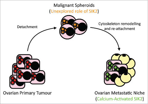 Figure 1. Ovarian cancer cells become “free-floating” in the peritoneal cavity before they re-attach at the metastatic niche. Cells undergo significant cytoskeletal re-modeling and endure nutrition deprivation before they become established at their metastatic site. Our recent work described how SIK2 activation by adipocytes plays a key role in establishing abdominal metastasis. Future work will explore the possible role of SIK2 in the multi-step metastatic process.