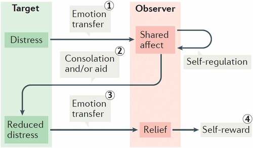 Figure 1. From affect transfer to altruism
