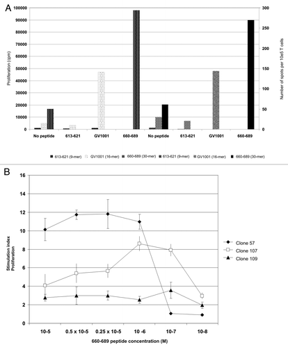 Figure 5. Peptide-specific T-cell proliferation correlates with IFN-γ secretion and give rise to high affinity CD4+ T-cell clones. (A) shows hTERT-specific T-cell proliferation and IFN-γ production in response to peptide-loaded autologous PBMC. The x-axis shows peptide, the Y axis proliferation measured in cpm and the z-axis shows number of spots detected per 105 T cells in an IFN-γ ELISPOT on the same cells. White dotted bars represent proliferation of 613–621-stimulated T cells, black dotted bars the proliferation of GV1001-stimulated T cells, and small-dotted bars 660–689-stimulated T cells, respectively. Large hatched bars represent the IFN-γ secretion from 613–621-stimulated T cells, small hatched bars the GV1001-stimulated T cells and black bars the 660–689-stimulated T cells, respectively. (B) shows proliferation of three representative CD4+ T-cell clones against autologus EBV-LCL loaded with titrated concentrations of peptide 660–689. Closed squares show T cell clone 57, open squares show T cell clone 107 and closed triangles show T cell clone 109.