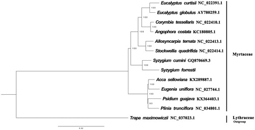 Figure 1. The best ML phylogeny recovered from 14 complete plastome sequences by RAxML. Accession numbers: Syzygium forrestii (This study, Genbank accession number: MK102721), Acca sellowiana KX289887.1, Syzygium cumini NC_037023.1, Trapa maximowiczii NC_037023.1, Plinia trunciflora NC_034801.1,Psidium guajava KX364403.1, Eugenia uniflora NC_027744.1, Acca sellowiana KX289887.1, Stockwellia quadrifida NC_022414.1, Allosyncarpia ternata NC_022413.1, Angophora costata KC180805.1, Corymbia tessellaris NC_022410.1, Eucalyptus globulus AY780259.1, Eucalyptus curtisii NC_022391.1.