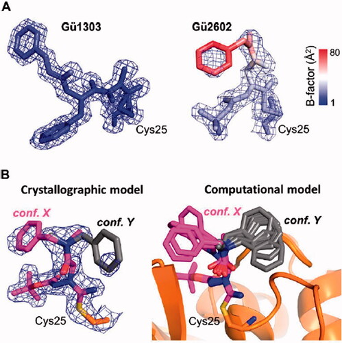 Figure 6. Analysis of conformational flexibility of Gü1303 and Gü2602 inhibitors in the active site of mature cathepsin K. (A) The inhibitors and the side chain of the covalently linked catalytic cysteine residue Cys25 are shown in stick representation. Their 2Fo-Fc electron density maps are contoured at 1 σ and 1.5 σ for Gü1303 and Gü2602, respectively. Structures are coloured according to atomic B-factor values, from blue (low) to red (high). The highest B-factors indicating flexibility are observed for the benzyl moiety of Gü2602. (B) Conformational flexibility of the benzyl moiety of Gü2602. Left panel: Crystallographic model of Gü2602 with the major observed conformation of the benzyl moiety in magenta (conf. X located in the non-primed area) and a predicted alternative minor conformation in grey (conf. Y located in the primed area). The side chain of the covalently linked catalytic Cys25 is in orange; heteroatoms have a standard colour coding (O, red; N, blue; S, yellow). The 2Fo-Fc electron density maps are contoured at 1 σ. Right panel: Conformations of the benzyl moiety were searched by the molecular dynamics/quenching (MD/Q) technique and optimised by the semiempirical quantum mechanical (SQM) method. The lowest-energy conformations up to relative Gibbs “free” energy of 5 kcal/mol are shown for the general orientations X and Y (as defined by crystallography in left panel).