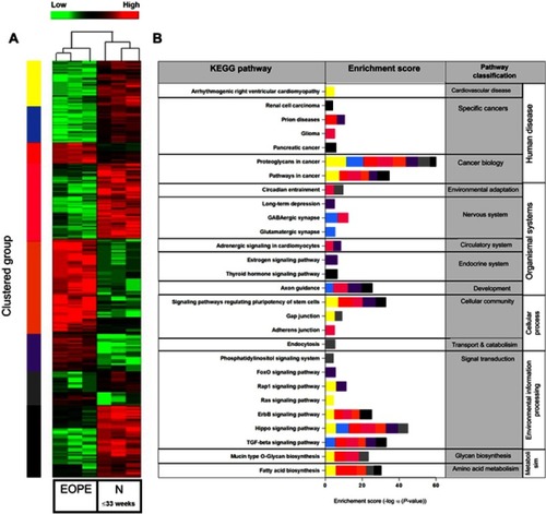 Figure 2 Comparison of exomiRNA expression profiles of Early onset Preeclamptic (EOPE) vs Normotensive derived exosomes. (A) Heatmap representing hierarchical clustering of differentially expressed miRNAs in EOPE (n=15, pooled into three technical replicates) and normotensive (n=15, pooled into three technical replicates) derived exosomes using average linkage clustering and Spearman Rank as distance metrics. miRNA profiles are clustered in 7 different subgroups (as indicated by the color bar on the right of the heatmap) defined by the miRNA expression patterns. Samples are shown in columns, miRNA in rows. Heat map from green to red represents relative miRNA expression as indicated in the key bar above the dendrogram. (B) KEGG (Kyoto Encyclopedia of Genes and Genomes) pathway mapping for top canonical pathways represented by the differentially expressed miRNA within each cluster, as determined by Descriptive Intermediate Attributed Notation for Ada (DIANA) miRPATH V.3.0 software.