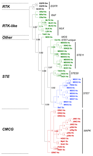 Figure 6. Evolutionary analysis of MAP kinase modules from yeast and man. We restricted our evolutionary analyses to kinases that have been experimentally verified to belong to MAP Kinase modules in humans (Hs) and baker's yeast Saccharomyces cerevisiae (Sc) (reviewed in refs. Citation5, Citation6, Citation27, and Citation28). We conducted a Maximum Likelihood evolutionary analysis on the aligned sequences using Mr Bayes,Citation70 using the standard options available in the Geneious software plugin.Citation71 The Epithelial Growth Factor Receptor (EGFR) from human, fruit fly (Drosophila melanogaster DM) and worm (let-23 Caenorhabditis elegans Ce) were used as out-groups to root the tree (shown in black). The M3K tier of the module is shown in green, the M2K tier shown in blue, and the M1K tier shown in red. The kinase family groups are indicated by lines and named on the right, the kinase groups are shown on the left.