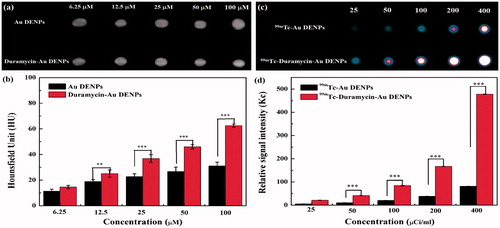 Figure 3. In vitro CT images (a) and the quantitative CT values (b) of apoptotic C6 cells treated with duramycin-Au DENPs or Au DENPs for 4 h at the different Au concentrations, respectively. In vitro SPECT images (c) and the quantitative SPECT signal intensity (d) of apoptotic C6 cells treated with 99mTc-duramycin-Au DENPs or 99mTc-Au DENPs for 4 h at the different radioactivity concentrations, respectively.