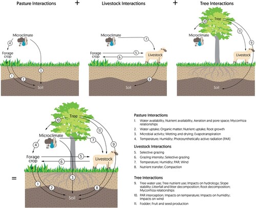 Figure 1. Ecological interactions between system components with increasing complexity for pasture, livestock and tree interactions in a pastoral system. The direction of the arrow indicates how the component the arrow comes from impacts the component the arrow goes towards. For instance, for number 7, the microclimate impacts livestock through changes to temperature, humidity, PAR and wind.