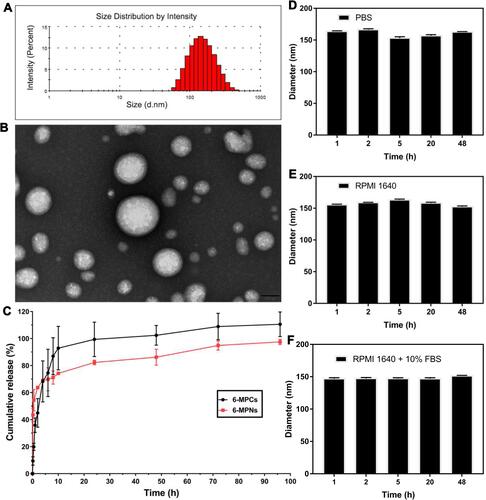 Figure 2 In vitro characterization and release of 6-MPNs. The particle size distribution determined by DLS (A), and morphology measured by TEM (B), scale bars: 100 nm. (C) The drug release of 6-MP from nanomedicines and suspensions in PBS (pH = 7.4) containing 0.02% Tween 20. The physical stability of 6-MPNs in different media including PBS (D), RPMI1640 (E) and RPMI 1640 with 10% FBS (F), monitored by particle size distribution over 48 h.