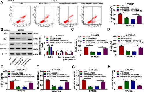 Figure 4 CircANKRD11 knockdown repressed cell apoptosis, inflammation, and oxidative stress by interacting with miR-145-5p in CSE-induced HPMECs. (A–H) 2.5% CSE-induced HPMECs were severally transfected with si-NC, si-circANKRD11, si-circANKRD11+in-miR-NC and si-circANKRD11+in-miR-145-5p. (A) Annexin V-FITC and PI double staining assay was employed to detect cell apoptosis. (B) The protein levels of Bcl-2, Bax, c-caspase 3 and p-caspase 3 were determined by Western blot analysis. (C–E) The levels of IL-1β, IL-6 and TNF-α were detected by ELISA. (F) The level of ROS was detected by ROS detection assay. (G) MDA level was detected by MDA determination assay. (H) SOD activity was detected by SOD activity detection assay. *P<0.05.