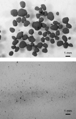 Figure 7 Microscopic view of surface dust on the Ürümqi Glacier No. 1. (top) Dust (cryoconite) on the ice surface collected from site SE2. Dust consisted mainly of small brown granules containing cyanobacteria and organic matter. (bottom) The dust collected on the snow surface from SE5 consisted mainly of mineral particles.