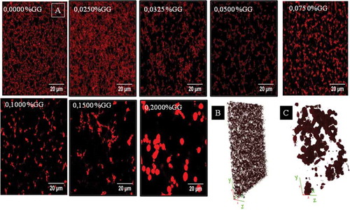 Figure 1. (A) Digital images of MP/GG mixed gels obtained by CLSM at different GG concentrations (0.0000–0.2000% w/v). The scale bars represent 20 μm. (B) z-stack image of MP gel without GG addition. (C) z-stack image of MP/GG mixed gel (0.2% w/v GG).