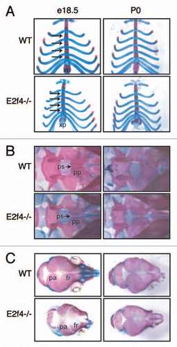 Figure 1 Mutation of E2f4 causes defects in embryonic bone ossification. (A–C) Alizarin Red (bone) and Alcian Blue (cartilage) staining of representative e18.5 and P0 littermate embryos. At e18.5 E2f4-/- embryos exhibit less ossification in (A) the sternebrae (arrows) and xiphoid process, (B) presphenoid bone and (C) cranium (n ≥ 6). By P0 the extent of ossification is similar between wild-type and E2f4-/- animals (n ≥ 4). Abbreviations: xp, xiphoid process; pp, palatine process; ps, presphenoid (with arrow); fr, frontal bone; pa, parietal bone.