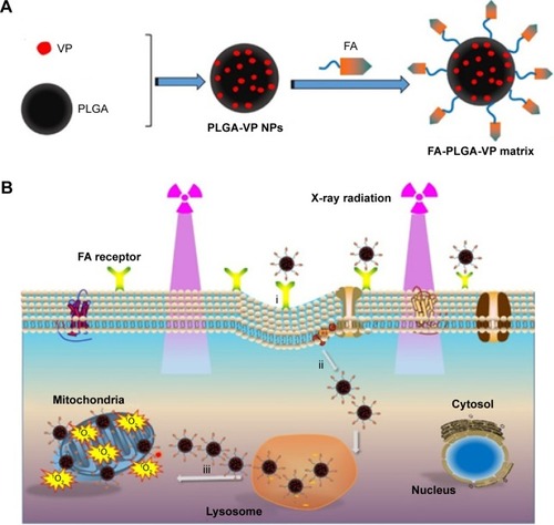 Scheme 1 Illustration of conjugation and PDT mechanism.Notes: (A) Synthesis of FA-PLGA-VP conjugates. (B) FA-PLGA-VP targeting and interacting with cancer cells following X-ray radiation exposure. (i) Specific binding to FRs overexpressed in cancer cells and cellular internalization. (ii) Cellular uptake of the conjugates via the FR-mediated endocytosis pathway. (iii) Endosomal escape and accumulation around the mitochondria of NPs as well as 1O2-induced cell killing with X-ray-triggered PDT.Abbreviations: FA, folic acid; FR, folate receptor; NPs, nanoparticles; PDT, photodynamic therapy; PLGA, poly(D,L-lactide-co-glycolic acid); VP, verteporfin.