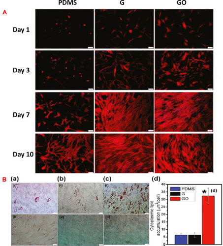 Figure 4 (A) Fluorescent images of rhodamine-phalloidin stained actin cytoskeleton of MSCs cultured on PDMS, G, and GO at day 1, 3, 7, and 10. Scale bars of the images are 100 μm. Reprinted with permission from Lee WC, Lim CH, Shi H, et al. Origin of enhanced stem cell growth and differentiation on graphene and graphene oxide. ACS Nano. 2011;5(9):7334-41. Copyright 2011 American Chemical Society.Citation52 (B) Oil Red O staining to assess cytoplasmic lipid accumulation after 14 days of (i) with and (ii) without induction on (a) PDMS, (b) G, (c) GO. Scale bars are of 50 μm. (d) Significantly larger amount of fat accumulation for the MSCs differentiated on GO indicated higher susceptibility for adipogenic differentiation than MSCs differentiated on PDMS (a(i)) and G (b(i))(*p < 0.05; n = 4). No lipid deposition was observed for negative controls without any adipogenic induction agents. Reprinted with permission from Lee WC, Lim CH, Shi H, et al. Origin of enhanced stem cell growth and differentiation on graphene and graphene oxide. ACS Nano. 2011;5(9):7334-7341. Copyright 2011 American Chemical Society.Citation52