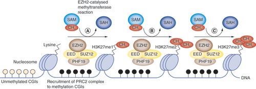 Figure 1. EZH2-mediated H3K27me3 histone modifications.Following EZH2 recruitment via PHF19-binding to methylated CpG islands, EZH2-mediated H3K27me3 histone modifications proceed via the sequential transfer of methyl groups from S-adenosyl-L-methionine onto the N-termini of lysine residues of histones in the nucleosome complex, forming (A) H3K27me1, (B) H3K27me2 and finally (C) H3K27me3, as well as S-adenosyl-L-homocysteine.CGI: CpG island; CH3: Methyl group; PRC2: Polycomb repressive complex 2; SAH: S-adenosyl-L-homocysteine; SAM: S-adenosyl-L-methionine.