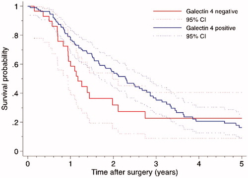 Figure 3. Overall survival curves by galectin 4 expression in patients with surgically resected pancreatic cancer (log-rank p = .118, Breslow p = .021).