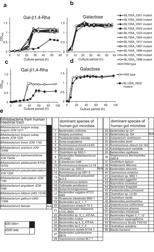 Figure 2. The importance of the BL105A_0502 gene for the utilization of Gal-β1,4-Rha in B. longum 105-A