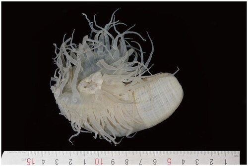 Figure 1. External morphology of Paracondylactis sinensis, showing its smooth column and oral disk with about 96 tentacles (specimen no. ss-Taizhou-1). The specimen was photographed by Yang Li.