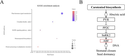 Figure 7. The Kyoto Encyclopedia of Genes and Genomes (KEEG) analysis of AobZIP genes. (A) A visualization of the KEGG enrichment analysis of AobZIP genes, in which the circle size represents the degree of enrichment of AobZIP members. The color variation from blue to red represents the P-value range from low to high. (B) The enriched carotenoid biosynthesis pathway, in which the AobZIP proteins are enriched the red module.