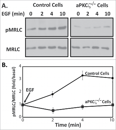 Figure 4. aPKCζ is required for EGF-dependent MRLC phosphorylation. (A) aPKCζ−/− and control cells were stimulated with EGF, and at the indicated time point the cells were lysed in SDS-PAGE sample buffer divided into 2 samples that were subjected to Western blot analysis. One sample was probed with anti-MRLC antibodies and the other anti-pMRLC antibodies. Shown are representative Western blots. (B) Densitometry analysis of Western blots. Bands were analyzed by densitometry using ImageJ and the relative amounts of pMRLC to total MRLC are shown. Values represent the mean ± SEM for 5 independent experiments.