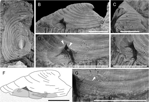 Figure 2. Specimen PMU 37566. A–C. Dorsal, left lateral and anterior views. D. Detail of cleft, with arrows pointing to edge of scar at the time of the injury. E. dorsal oblique view showing how the repaired shell curves deeply into the scar area. F. Interpretive drawing. The dark area indicates the injury at the time of attack, whereas the light grey area represents disturbed new shell. G. The posterior side of the repaired shell. The white arrow indicates the position of the apertural margin at the time of the attack. Scale bars = 0.5 cm.