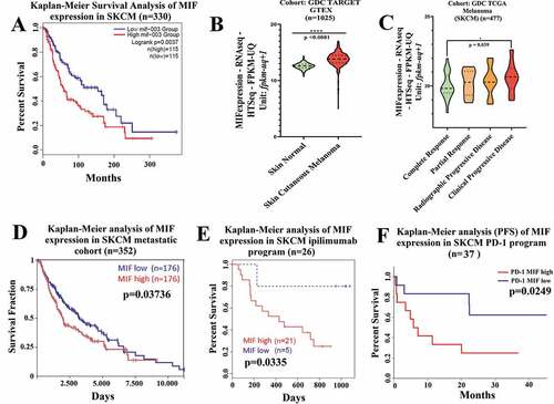 Figure 1. High MIF expression correlates with poor overall survival in melanoma patient cohorts (a) Kaplan-Meier analysis performed in public TCGA database (http://gepia2.cancer-pku.cn/#index) correlating the high MIF expression levels with poor overall survival in SKCM patients (n = 230). (b) Comparison of MIF expression levels in normal versus SKCM patients sorted from public GDC TARGET GTEX cohort (Xena Browser, University of California) (n = 1025). (c) High MIF expression correlates with clinical progressive disease based on data from GDC TCGA SKCM assessed from GDC TCGA melanoma cohort (Xena Browser, University of California) (n = 477). (d) Overall survival by Kaplan-Meier analysis sorted in GDC TCGA SKCM metastatic cohort (Xena Browser, University of California) (n = 352). (e) Kaplan-Meier analysis assessed from TIDE (Tumor Immune Dysfunction and Exclusion) database correlating the MIF high expression levels with poor Overall Survival (OS) in SKCM patients cohort receiving anti-CTLA-4 therapy (red curve) (n = 26). (f) Inverse correlation between high MIF expression and Progression Free Survival in SKCM patient cohort treated with anti-PD-1 antibody therapy (n = 37). ANOVA t-test was used for statistical analysis. *P < .05, **P < .01, and ****P < .0001