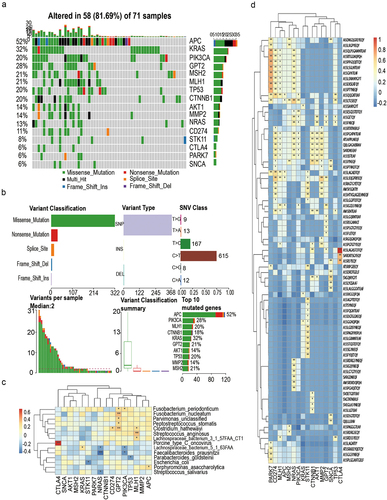 Figure 4. CRC-implicated somatic mutations are related to TCR and the gut microbiome. (a) Landscape of mutation profiles of CRC samples. Mutation information of each gene in each sample is shown in the waterfall plot, in which various colors with annotations at the bottom represent the different mutation types. The bar plot above the legend exhibits the mutation burden. (b) Summary of the mutation information with statistical calculations. Classification of mutation types according to different categories, in which missense mutation accounts for the most fraction, SNP showed more frequency than insertion or deletion, and C>T was the most common of SNV; tumor mutation burden in specific samples; the top ten mutated genes in CRC; the distribution ratio of SNV/InDel sites of different functional types; InDel insertion/deletion length distribution of all samples; the abscissa represents the length of inserted (>0) and deletion (<0) fragments, and the ordinate represents the corresponding InDel ratio. (c) The correlation between the 16 target genes and differential microorganisms. (d) The correlation between the 16 target genes and TCR CDR3 sequence.