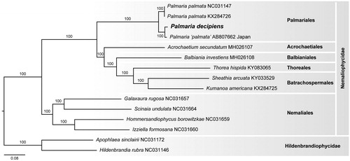 Figure 1. Maximum likelihood phylogram of Palmaria decipiens (MN967052) and related Nemaliophycidae plastid genomes. Numbers along branches are RaxML bootstrap supports based on 1000 nreps. The legend below represents the scale for nucleotide substitutions.