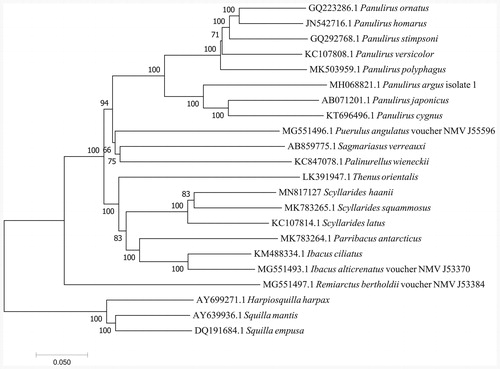 Figure 1. Phylogenetic tree of the complete mitogenome of 19 species in Achelata. Harpiosquilla harpax, Squilla empuse and Squilla mantis were used as outgroups.