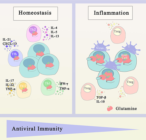 Figure 2 Glutaminolysis determines T helper cell subset differentiation and effects of viral infection on glutamine metabolism. The key cytokines are produced by CD4+ T cells with different states. Following viral infection, the virus hijacks host cells for metabolic reprogramming, seizing more glutamine from the environment and forcing immune cells to convert to non-effector cells, resulting in reduced antiviral immunity.