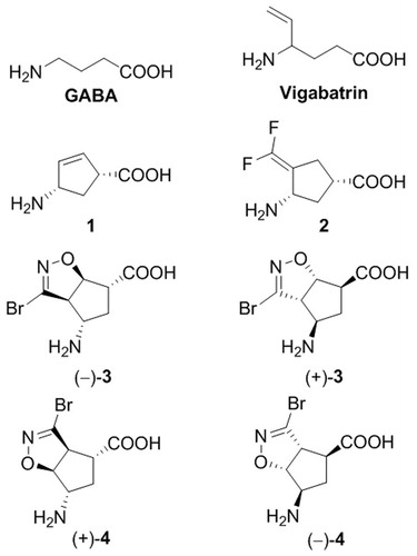 Figure 1. Chemical structures of GABA, Vigabatrin, rigid GABA analogues (1 and 2) and the newly designed bicyclic compounds 3 and 4, described in this work.